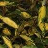 Elaeagnus Ebbingei Eleador - Chalef -Fleurs & Plantes Soldes Boutique Elaeagnus ebbingei Eleador 84048 1