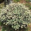 Elaeagnus Pungens Hosuba Fukurin - Chalef Panaché -Fleurs & Plantes Soldes Boutique Elaeagnus pungens Hosuba Fukurin 781598 1