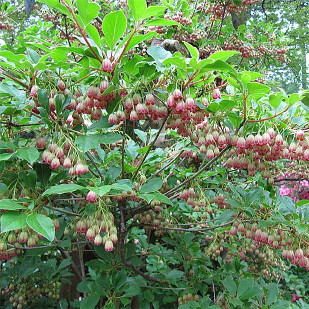 Enkianthus Campanulatus Red Bells - Andromède Campanulée 3 Enkianthus Campanulatus Red Bells - Andromède Campanulée