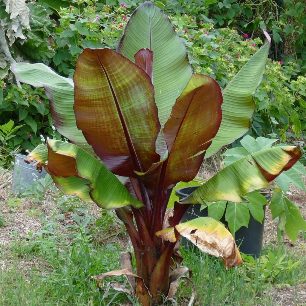 Ensete Ventricosum Maurelii - Bananier Rouge D'Abyssinie 3 Ensete Ventricosum Maurelii - Bananier Rouge D'Abyssinie