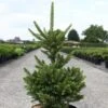 Picea Abies Will's Zwerg - Épicéa Commun -Fleurs & Plantes Soldes Boutique Epicea commun Picea abies Will s Zwerg IF 1002732 1