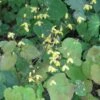 Epimedium Platypetalum, Fleur Des Elfe -Fleurs & Plantes Soldes Boutique Epimedium platypetalum 8978 1