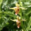 Epipactis Gigantea - Helleborine -Fleurs & Plantes Soldes Boutique Epipactis gigantea 80426 1