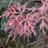 Erable Du Japon - Acer Palmatum Dissectum Orangeola -Fleurs & Plantes Soldes Boutique Erable du Japon Acer palmatum Dissectum Orangeola IF 18995 1