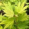 Erable Du Japon - Acer Palmatum Summer Gold -Fleurs & Plantes Soldes Boutique Erable du japon acer palmatum summer gold copyright 8392611 1