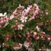 Escallonia Apple Blossom -Fleurs & Plantes Soldes Boutique Escallonia Apple Blossom 82634 1