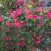 Escallonia Darts Rosy Red -Fleurs & Plantes Soldes Boutique Escallonia Darts Rosyred ld wallygrom 9574 1