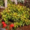 Escallonia Hybride Glowing Embers -Fleurs & Plantes Soldes Boutique Escallonia Glowing Embers 88791 5