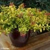 Escallonia Hybride Golden Carpet 2 Escallonia Hybride Golden Carpet -Fleurs & Plantes Soldes Boutique Escallonia Golden Carpet 88792 1