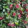 Escallonia Hybride Red Dream 1 Escallonia Hybride Red Dream -Fleurs & Plantes Soldes Boutique Escallonia hybride Red Dream 84062 1