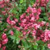 Escallonia Red Carpet 1 Escallonia Red Carpet -Fleurs & Plantes Soldes Boutique Escellonia Red Dream ld wallygrom 781611 1