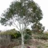 Eucalyptus Niphophila - Gommier Des Neiges -Fleurs & Plantes Soldes Boutique Eucalyptus niphophila 83311 1