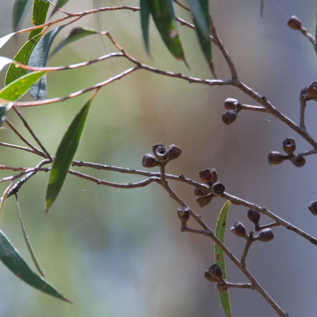 Eucalyptus Stricta - Eucalyptus Mallee Des Blue Mountains 3 Eucalyptus Stricta - Eucalyptus Mallee Des Blue Mountains