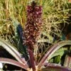 Eucomis Freckles - Eucomide Panachée 2 Eucomis Freckles - Eucomide Panachée -Fleurs & Plantes Soldes Boutique Eucomis Freckles V 5029 1