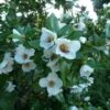 Eucryphia Intermedia Rostrevor 2 Eucryphia Intermedia Rostrevor -Fleurs & Plantes Soldes Boutique Eucryphia intermedia Rostrevor 781697 1