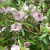 Eucryphia Lucida Ballerina 1 Eucryphia Lucida Ballerina -Fleurs & Plantes Soldes Boutique Eucryphia lucida Ballerina eucryphia luisant V 16660 1