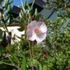 Eucryphia Lucida Pink Cloud -Fleurs & Plantes Soldes Boutique Eucryphia lucida Pink cloud Eucryphia luisant 16662 1