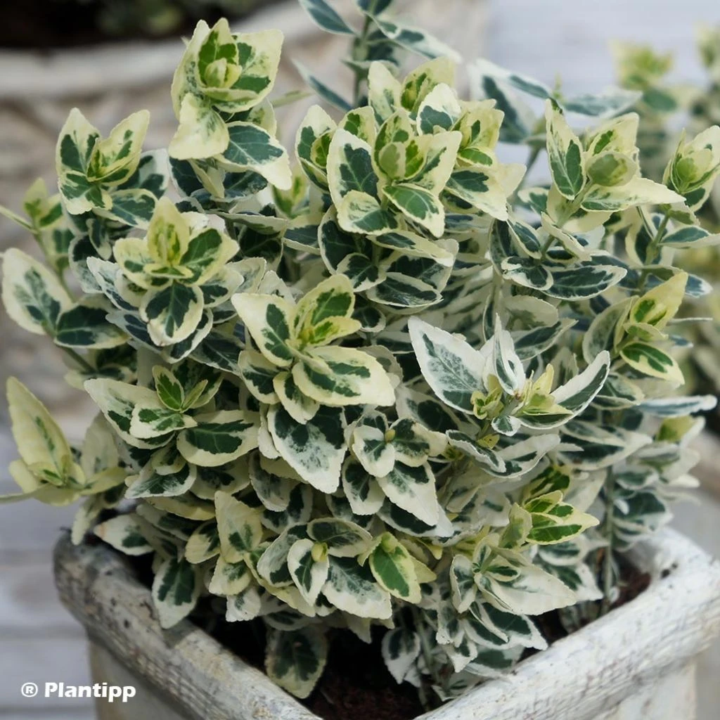 Euonymus Fortunei Dan's Delight - Fusain Persistant 3 Euonymus Fortunei Dan's Delight - Fusain Persistant