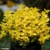 Euonymus Fortunei Goldy - Fusain Persistant -Fleurs & Plantes Soldes Boutique Euonymus fortunei Goldy 88799 1