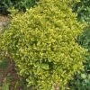 Euonymus Japonicus Aureomarginatus - Fusain Du Japon -Fleurs & Plantes Soldes Boutique Euonymus japonicus Aureomarginatus 84069 1