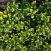 Euonymus Japonicus Microphyllus Aureovariegatus - Fusain -Fleurs & Plantes Soldes Boutique Euonymus japonicus micr Aureovariegatus 84072 1
