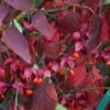 Euonymus Planipes - Fusain -Fleurs & Plantes Soldes Boutique Euonymus planipes 80065 1