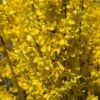 Forsythia Intermedia Week-end - Mimosa De Paris -Fleurs & Plantes Soldes Boutique FORSYTHIA INTERMEDIA WEEK END 781619 1