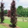 Fagus Sylvatica Dawyck Purple - Hêtre Fastigié Pourpre 2 Fagus Sylvatica Dawyck Purple - Hêtre Fastigié Pourpre -Fleurs & Plantes Soldes Boutique Fagus sylvatica Dawyck Purple 87262 1