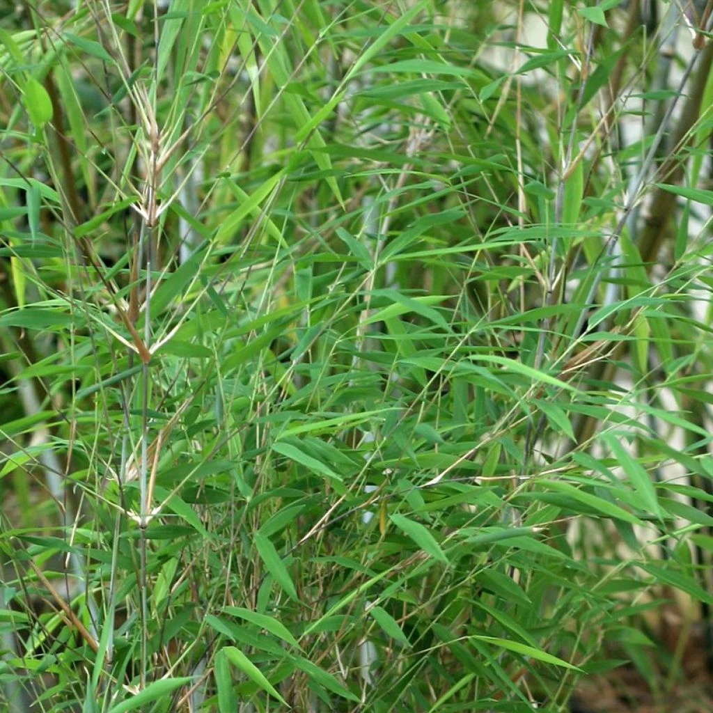 Fargesia Taibashan 2 - Bambou Non Traçant 3 Fargesia Taibashan 2 - Bambou Non Traçant