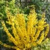 Forsythia Mikador - Mimosa De Paris -Fleurs & Plantes Soldes Boutique Forsythia Mikador 82318 1