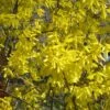 Forsythia Nimbus - Mimosa De Paris Nain -Fleurs & Plantes Soldes Boutique Forsythia Nimbus 82320 1
