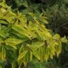 Forsythia Intermedia Golden Times - Mimosa De Paris -Fleurs & Plantes Soldes Boutique Forsythia intermedia Golden Times 781617 1