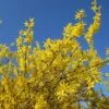 Forsythia X Intermedia Gold Rausch - Mimosa De Paris -Fleurs & Plantes Soldes Boutique Forsythia x intermedia Gold Rausch 100111 1