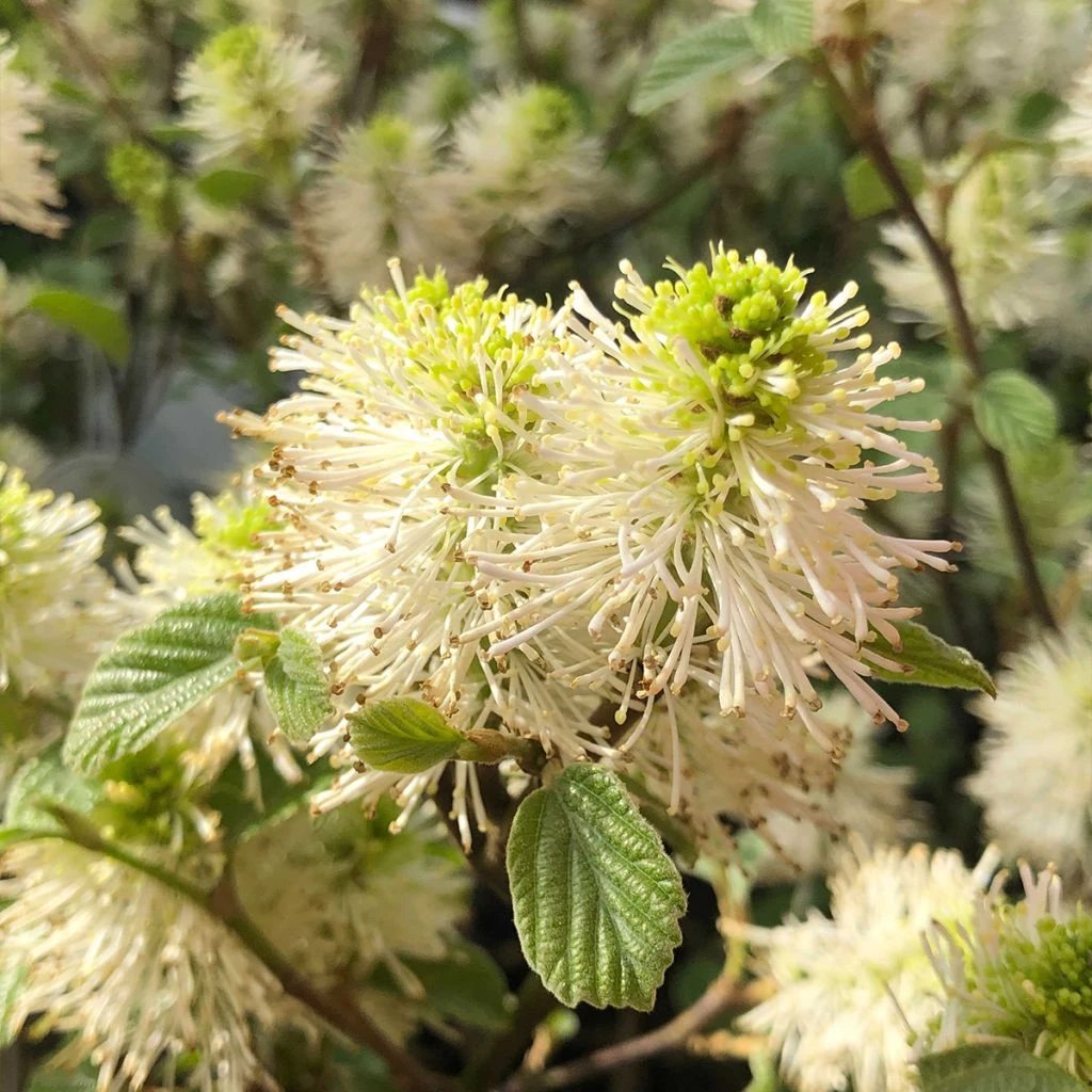 Fothergilla Gardenii 3 Fothergilla Gardenii