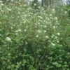 Fothergilla Major - Grand Fothergilla -Fleurs & Plantes Soldes Boutique Fothergilla major 781622 1