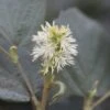 Fothergilla Intermedia Blue Shadow 2 Fothergilla Intermedia Blue Shadow -Fleurs & Plantes Soldes Boutique Fothergilla major Blue Shadow 9557 1