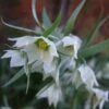 Fritillaria Bucharica 2 Fritillaria Bucharica -Fleurs & Plantes Soldes Boutique Fritillaria bucharica 80533 1