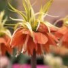 Fritillaire Imperialis Aureomarginata - Couronne Impériale 2 Fritillaire Imperialis Aureomarginata - Couronne Impériale -Fleurs & Plantes Soldes Boutique Fritillaria imperiale Aureomarginata 54589 1