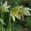 Fritillaria Liliacea - Fritillaire Botanique -Fleurs & Plantes Soldes Boutique Fritillaria liliacea LD 16127 1