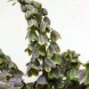 Fritillaria Persica Green Dreams - Fritillaire De Perse -Fleurs & Plantes Soldes Boutique Fritillaria persica Green Dreams 15325 1