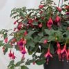 Fuchsia Rustique Mrs Popple 1 Fuchsia Rustique Mrs Popple -Fleurs & Plantes Soldes Boutique Fuchsia rustique Mrs Popple 86019 1