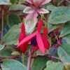 Fuchsia Rustique Tom West -Fleurs & Plantes Soldes Boutique Fuchsia rustique Tom West 81278 1