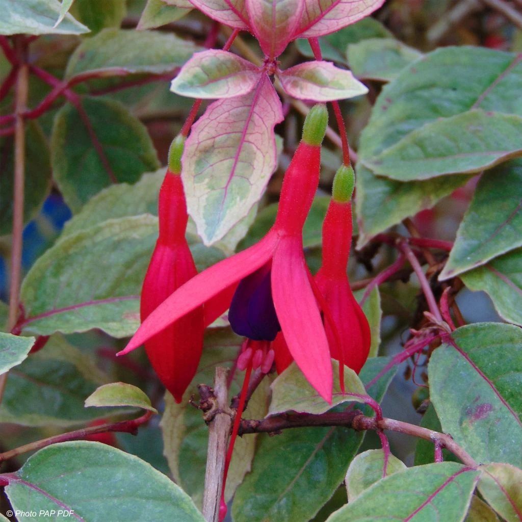 Fuchsia Rustique Tom West 3 Fuchsia Rustique Tom West