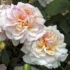 Rosier Ancien Gruss An Aachen 2 Rosier Ancien Gruss An Aachen -Fleurs & Plantes Soldes Boutique GRUSS AN AACHEN 822672 1