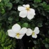 Gardenia Jasminoides Kleim's Hardy -Fleurs & Plantes Soldes Boutique Gardenia Kleims Hardy ld Wallygrom 9558 1