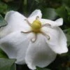 Gardenia Sweetheart - Jasmin Du Cap -Fleurs & Plantes Soldes Boutique Gardenia Sweetheart 15350 1