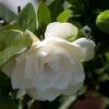 Gardenia Jasminoides Double Mint -Fleurs & Plantes Soldes Boutique Gardenia jasminoides Double Mint 85081 1