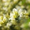 Genêt Précoce - Cytisus X Praecox 1 Genêt Précoce - Cytisus X Praecox -Fleurs & Plantes Soldes Boutique Genet precoce Cytisus x praecox LD 1000961 1
