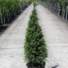 Genévrier Commun - Juniperus Communis Pyramidalis 1 Genévrier Commun - Juniperus Communis Pyramidalis -Fleurs & Plantes Soldes Boutique Genevrier commun Juniperus communis Pyramidalis IF 1006741 1