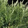 Genévrier Horizontal - Juniperus Horizontalis Agnieszka 2 Genévrier Horizontal - Juniperus Horizontalis Agnieszka -Fleurs & Plantes Soldes Boutique Genevrier horizontal Juniperus horizontalis Agnieszka IF 1006752 1